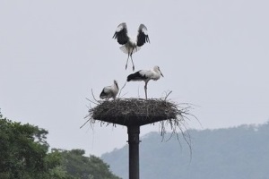 電柱に営巣したコウノトリ